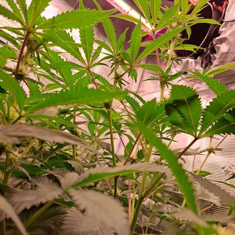Star Pupil x Vanilla Sunbreath  growlog timeline photo