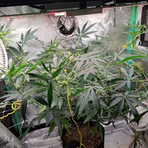 Pink Banana Trufflez growlog timeline photo
