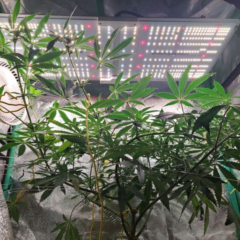 Pink Banana Trufflez growlog timeline photo