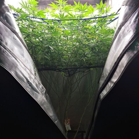 GG#4 (Josey Wales cut) growlog timeline photo