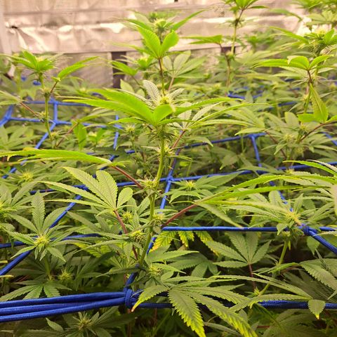 GG#4 (Josey Wales cut) growlog timeline photo