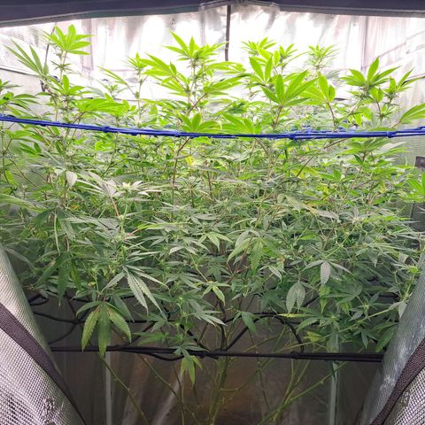 GG#4 (Josey Wales cut) growlog timeline photo