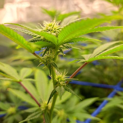 GG#4 (Josey Wales cut) growlog timeline photo