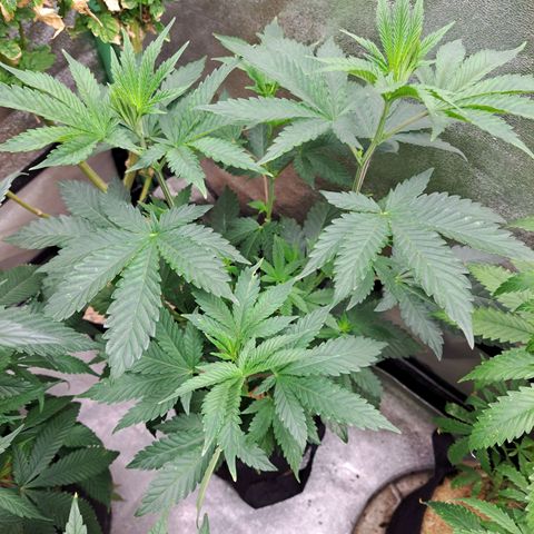 Platinum Shoes growlog timeline photo