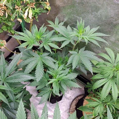 Platinum Shoes growlog timeline photo