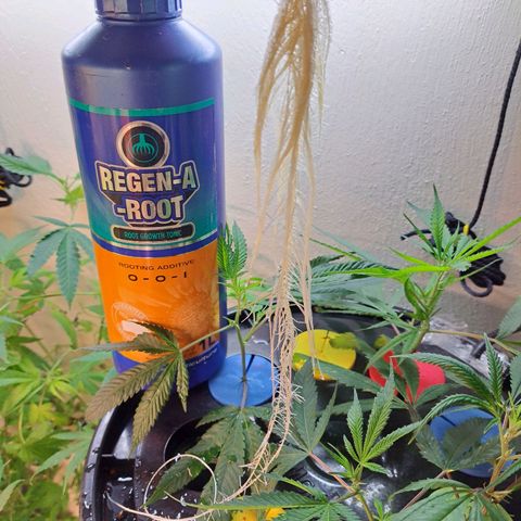 Pink Banana Trufflez growlog photo: Successful clone taken and transplanted today