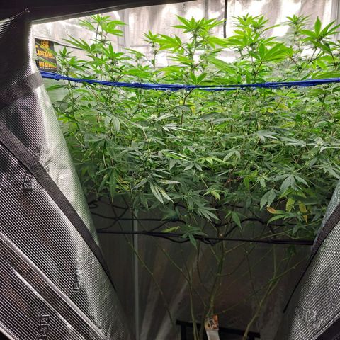 GG#4 (Josey Wales cut) growlog timeline photo