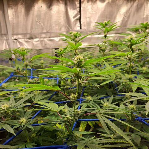 GG#4 (Josey Wales cut) growlog timeline photo