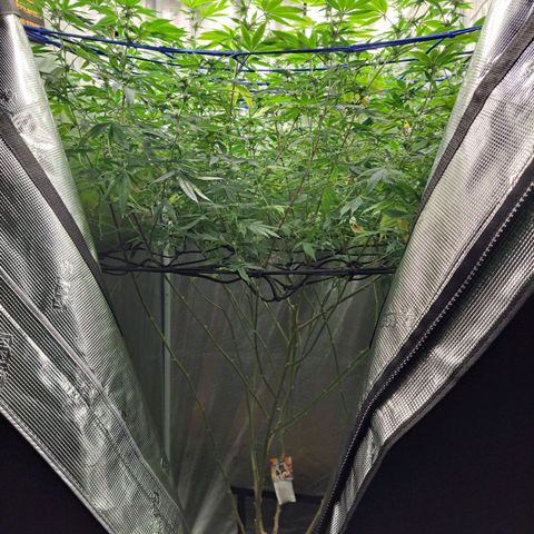 GG#4 (Josey Wales cut) growlog timeline photo