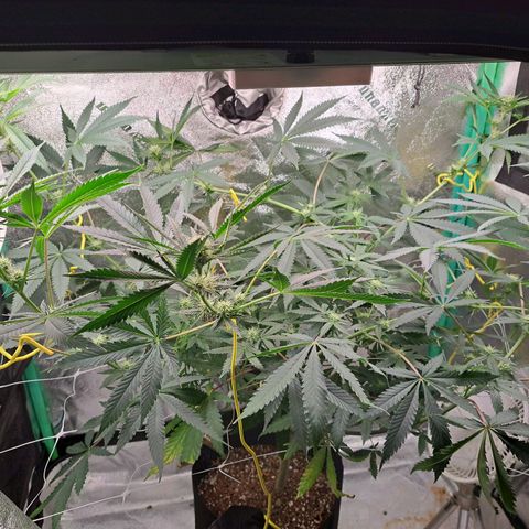 Pink Banana Trufflez growlog timeline photo