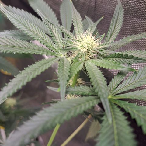 Pink Banana Trufflez growlog timeline photo