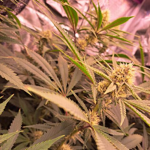 Pupil King #2 growlog timeline photo