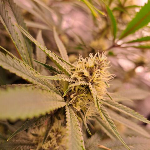 Pupil King #2 growlog timeline photo