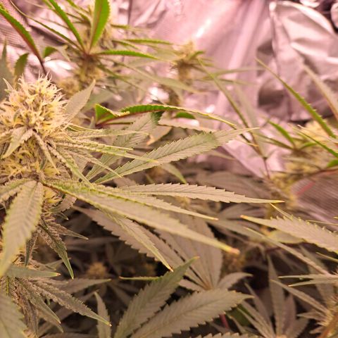 Pupil King #2 growlog timeline photo