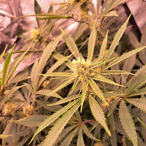 Pupil King #2 growlog timeline photo