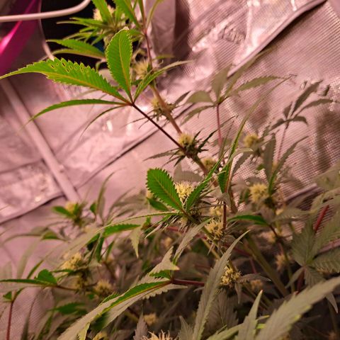 Star Pupil x Vanilla Sunbreath  growlog timeline photo