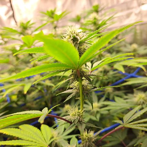 GG#4 (Josey Wales cut) growlog timeline photo