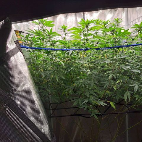 GG#4 (Josey Wales cut) growlog timeline photo