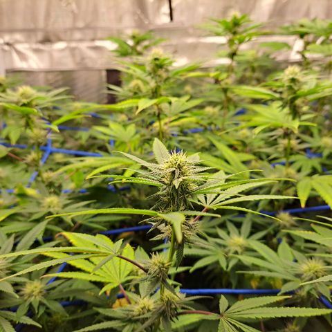 GG#4 (Josey Wales cut) growlog timeline photo