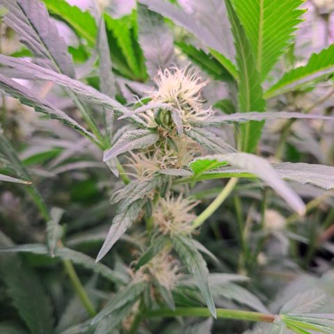 Chocolate Fire growlog timeline photo