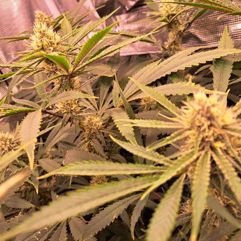 Pupil King #2 growlog timeline photo