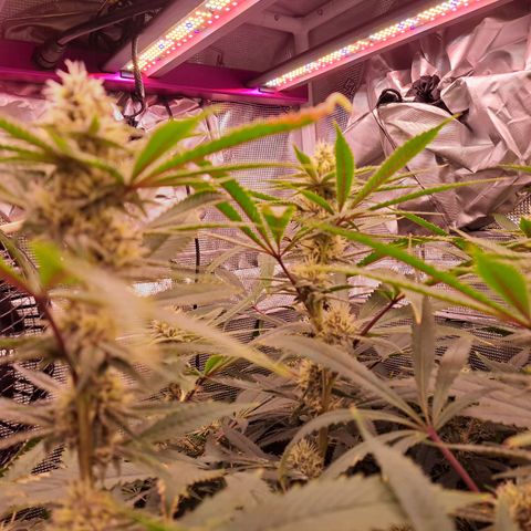 Pupil King #2 growlog timeline photo