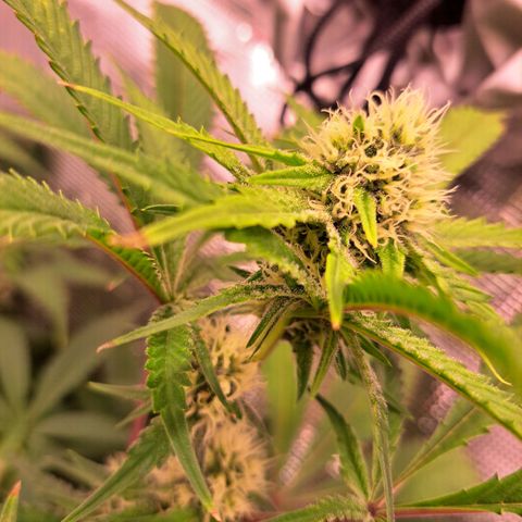 Star Pupil x Vanilla Sunbreath  growlog timeline photo