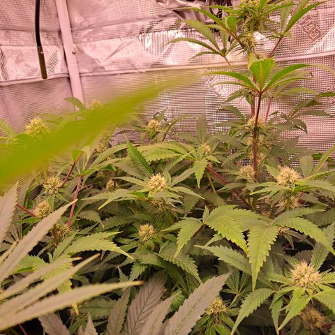 Star Pupil x Vanilla Sunbreath  growlog timeline photo