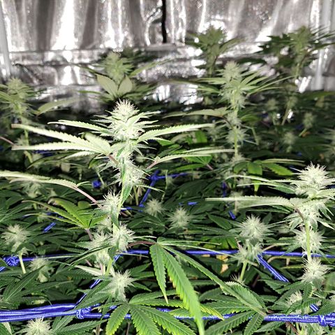 GG#4 (Josey Wales cut) growlog timeline photo