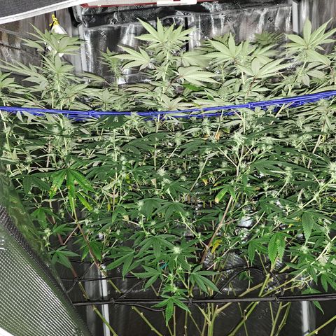 GG#4 (Josey Wales cut) growlog timeline photo