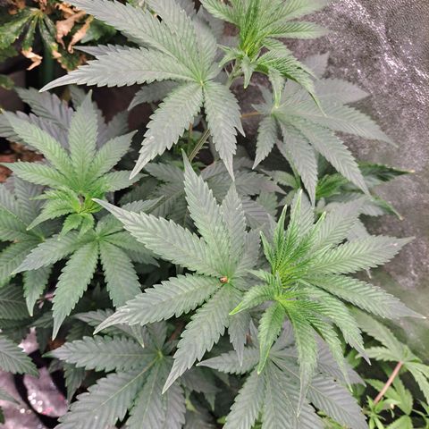 Platinum Shoes growlog timeline photo