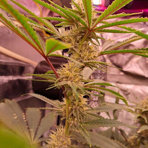 Pupil King #2 growlog timeline photo