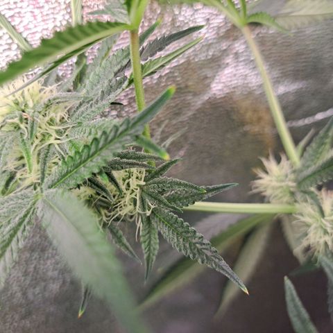 Pink Banana Trufflez growlog timeline photo