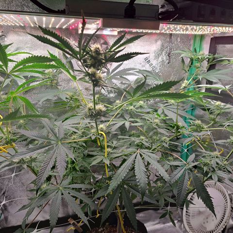 Pink Banana Trufflez growlog timeline photo