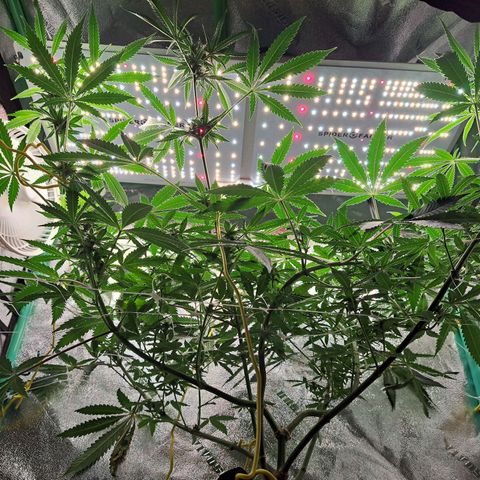 Pink Banana Trufflez growlog timeline photo