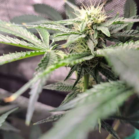 Pink Banana Trufflez growlog timeline photo