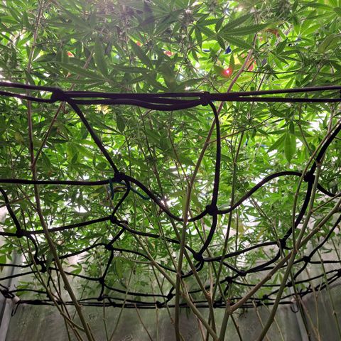 GG#4 (Josey Wales cut) growlog timeline photo