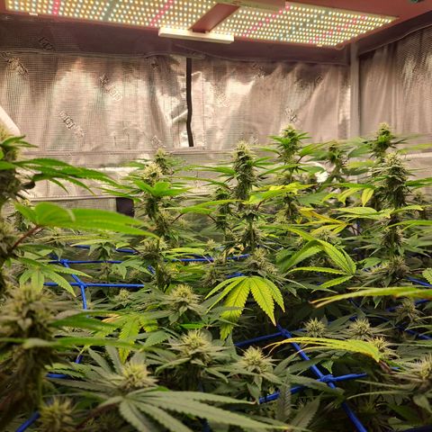 GG#4 (Josey Wales cut) growlog timeline photo
