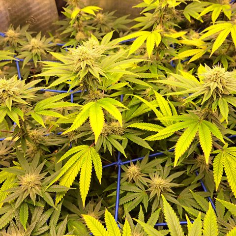 GG#4 (Josey Wales cut) growlog timeline photo