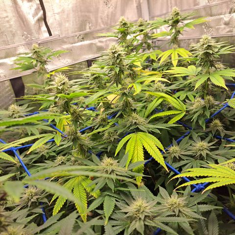 GG#4 (Josey Wales cut) growlog timeline photo