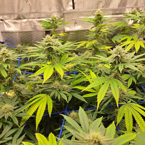 GG#4 (Josey Wales cut) growlog timeline photo
