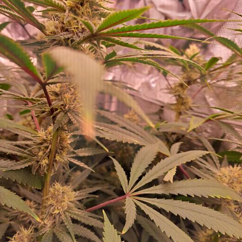 Pupil King #2 growlog timeline photo