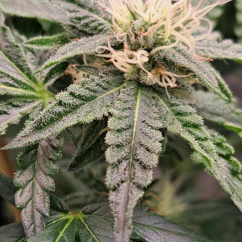 Pink Banana Trufflez growlog timeline photo
