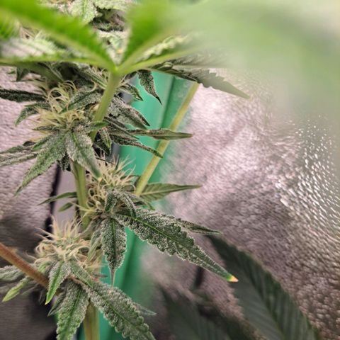 Pink Banana Trufflez growlog timeline photo