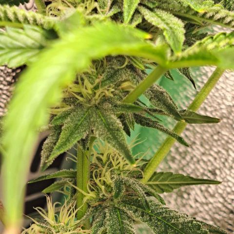 Pink Banana Trufflez growlog timeline photo