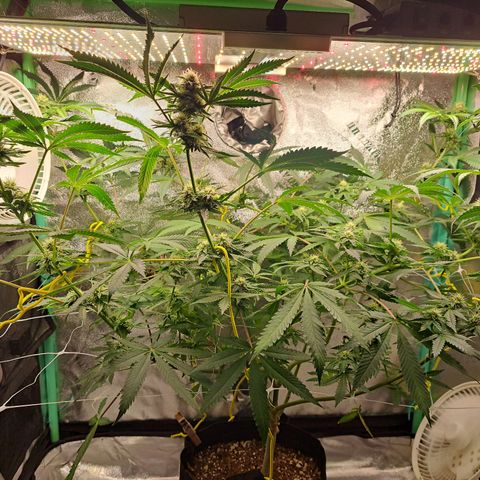 Pink Banana Trufflez growlog timeline photo