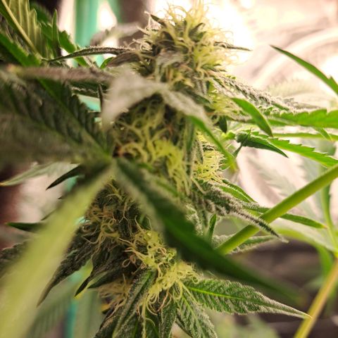 Pink Banana Trufflez growlog timeline photo