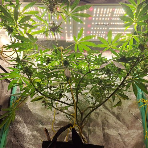 Pink Banana Trufflez growlog timeline photo