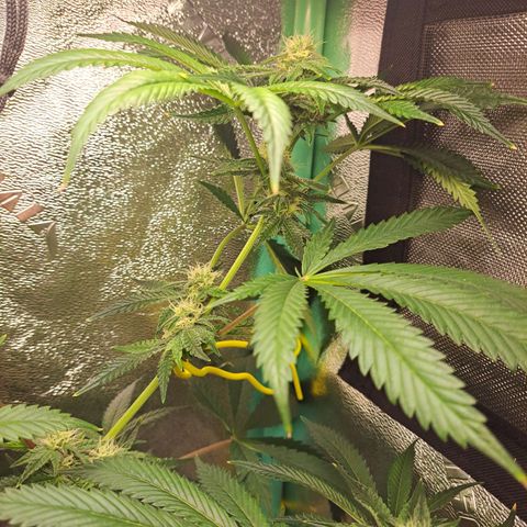 Pink Banana Trufflez growlog timeline photo