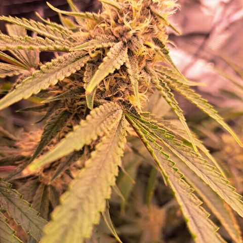 Pupil King #2 growlog timeline photo